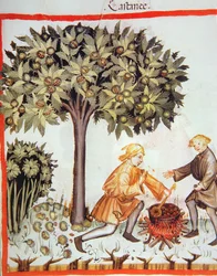 Récolte et cuisson des châtaignes, du Tacuinum Sanitatis Codex Vindobonensis